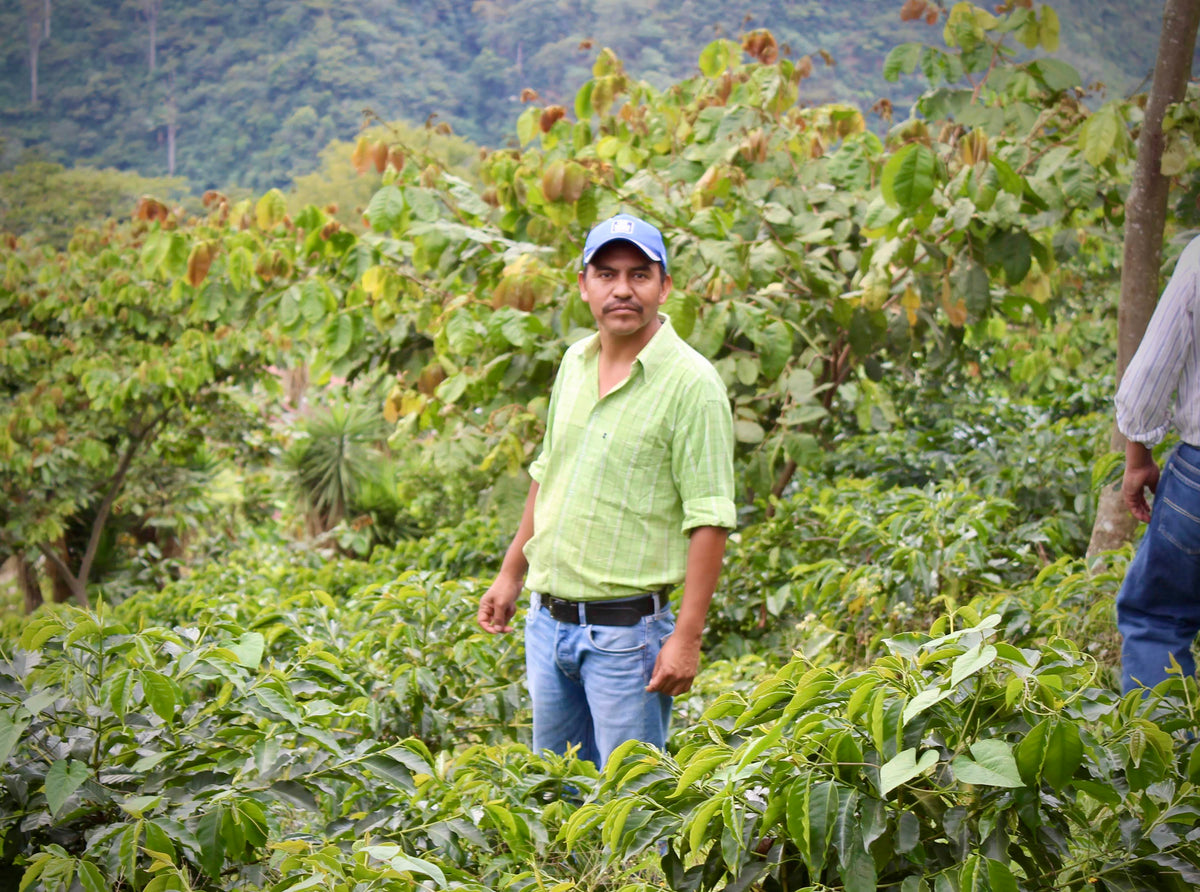 Francisco Mendez Guatemala - Grains de café vert