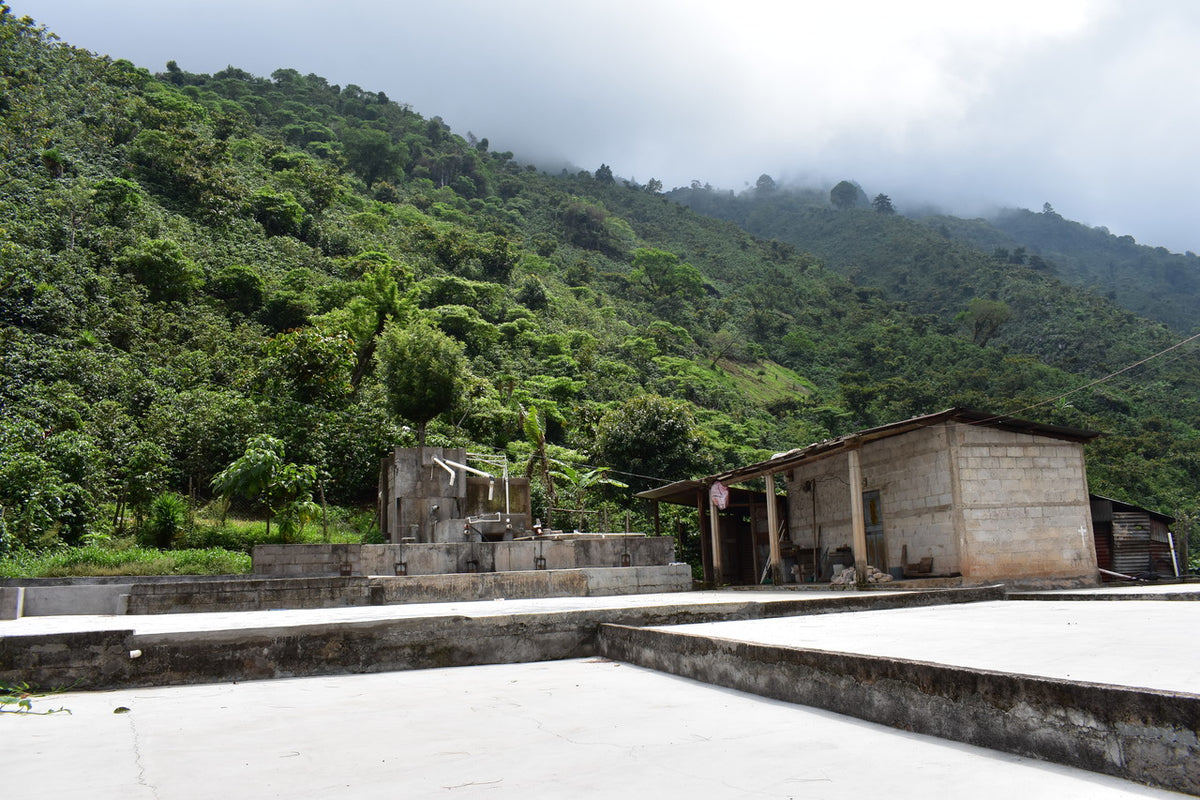 Vista Al Bosque Guatemala - Grains de café vert
