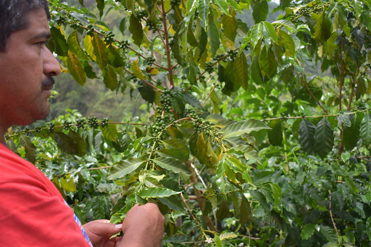 Vista Al Bosque Guatemala - Café Verde en Grano