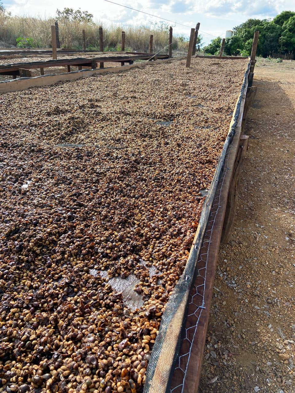 Fazenda Joia Rara Brasil - Granos De Café Verde