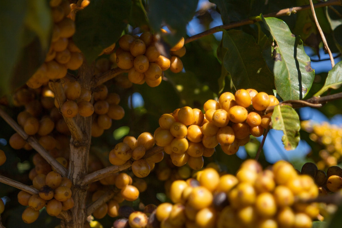 Fazenda Joia Rara - Brésil