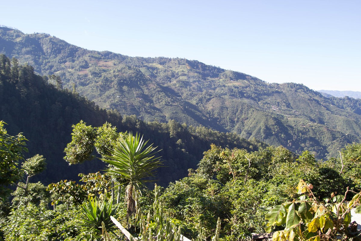 Vista Al Bosque - Guatemala