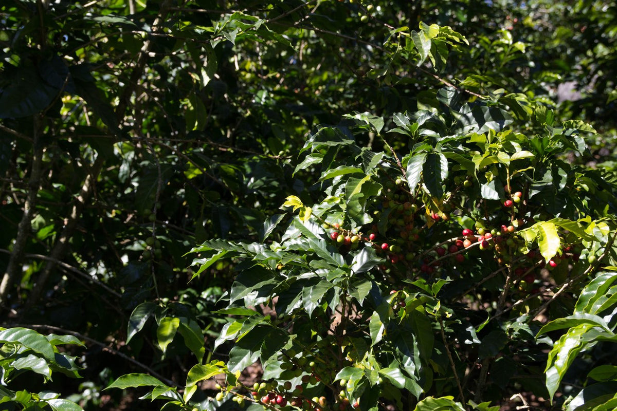 Vista Al Bosque Guatemala - Green Coffee Beans 600g