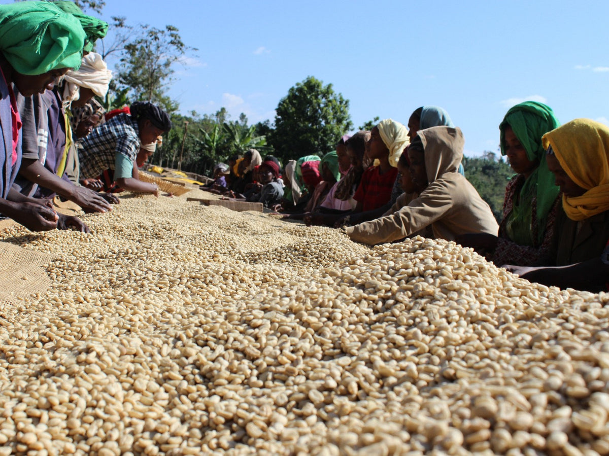 Kayon Mountain Ethiopia - Grains de café vert