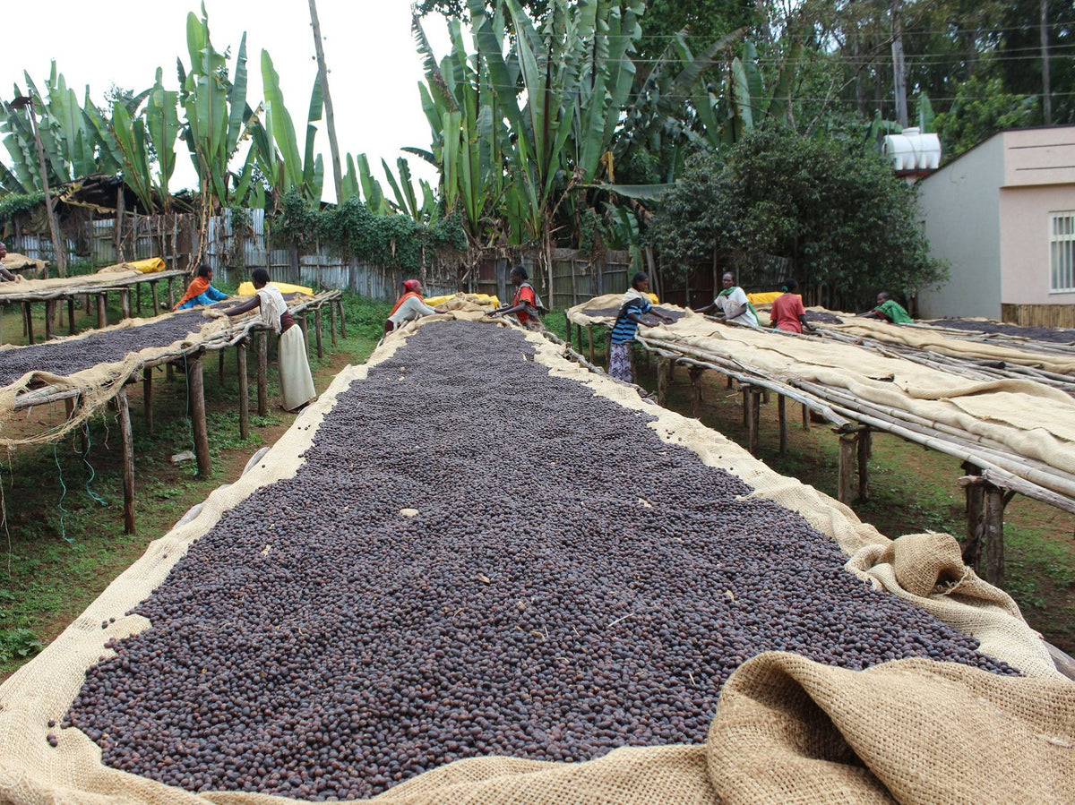 Kayon Mountain Ethiopia - Green Coffee Beans