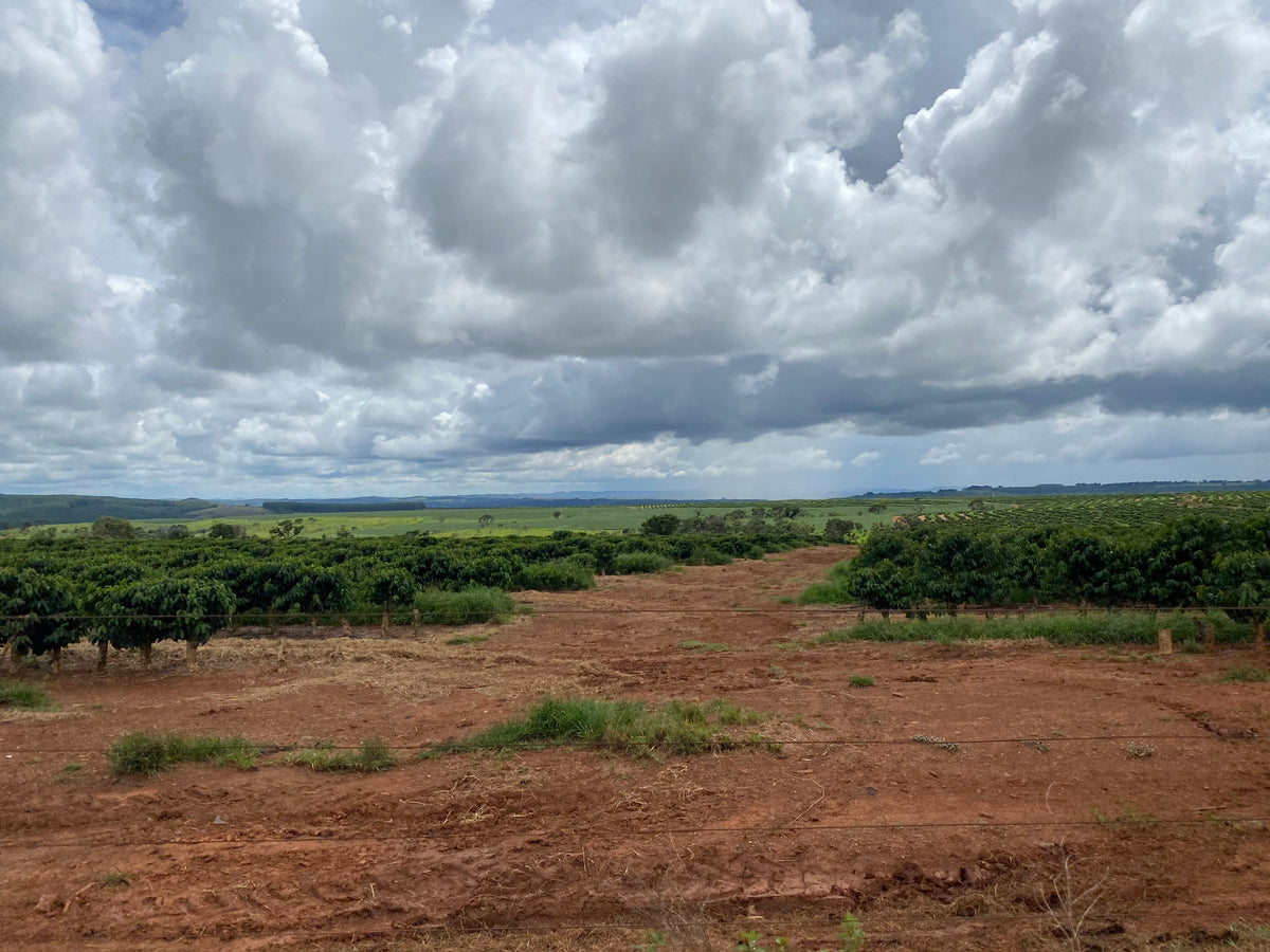 Fazenda Joia Rara Brasil - Granos De Café Verde