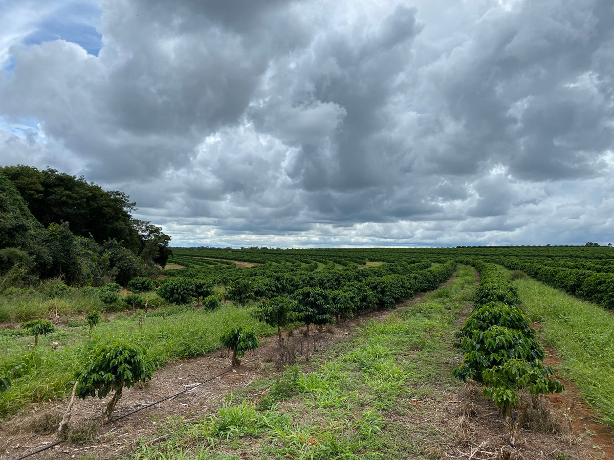 Fazenda Joia Rara - Brésil