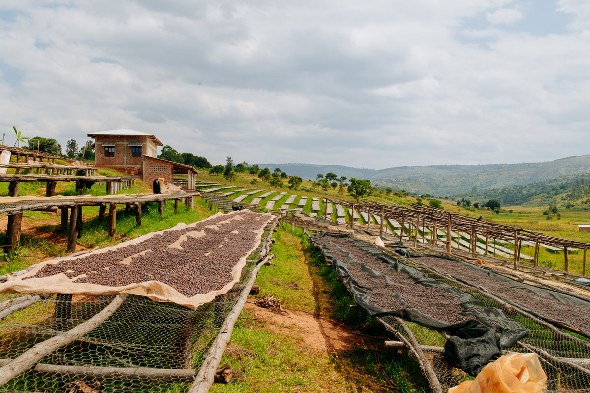 Nyagishiru Burundi - Grains de café vert