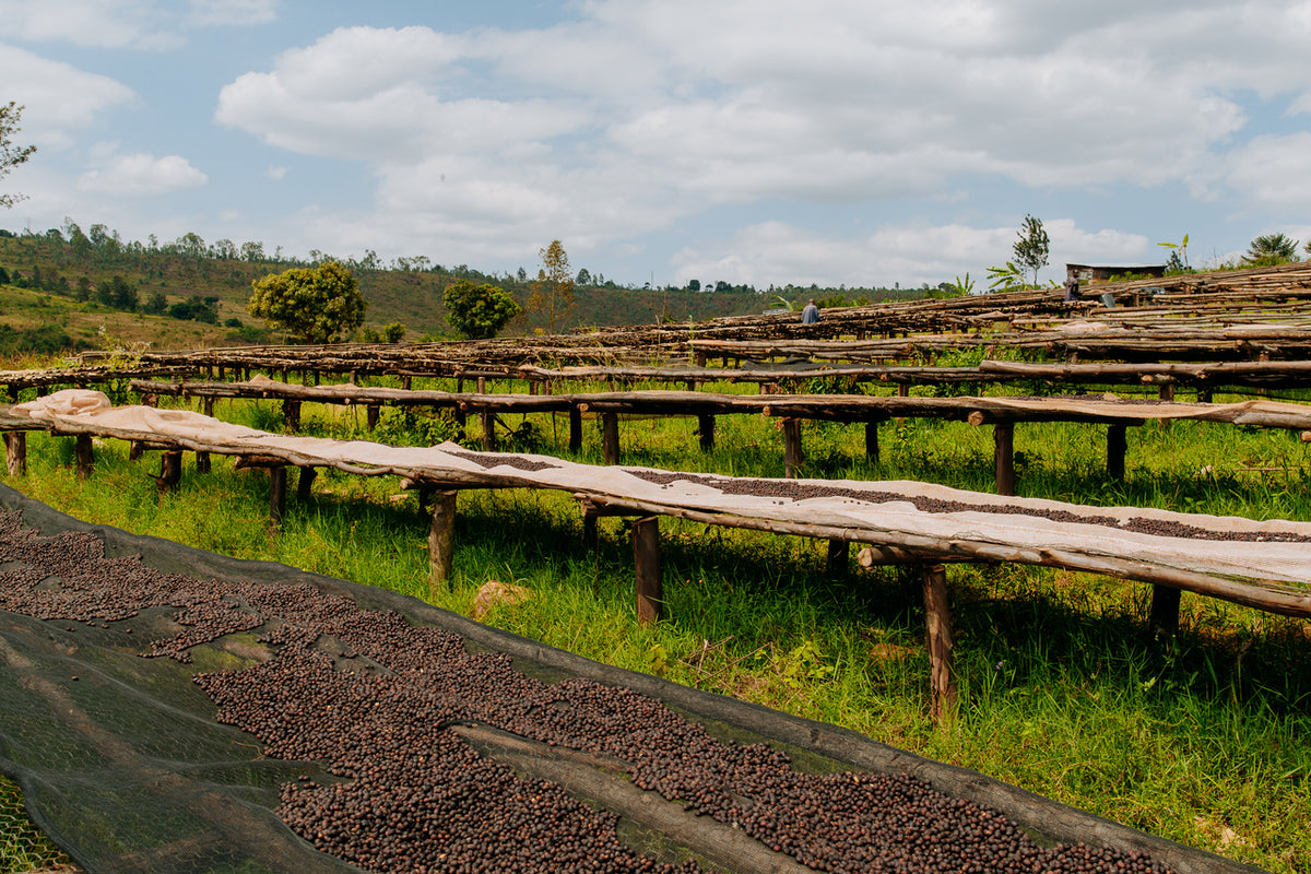 Nyagishiru Burundi - Granos de café verde