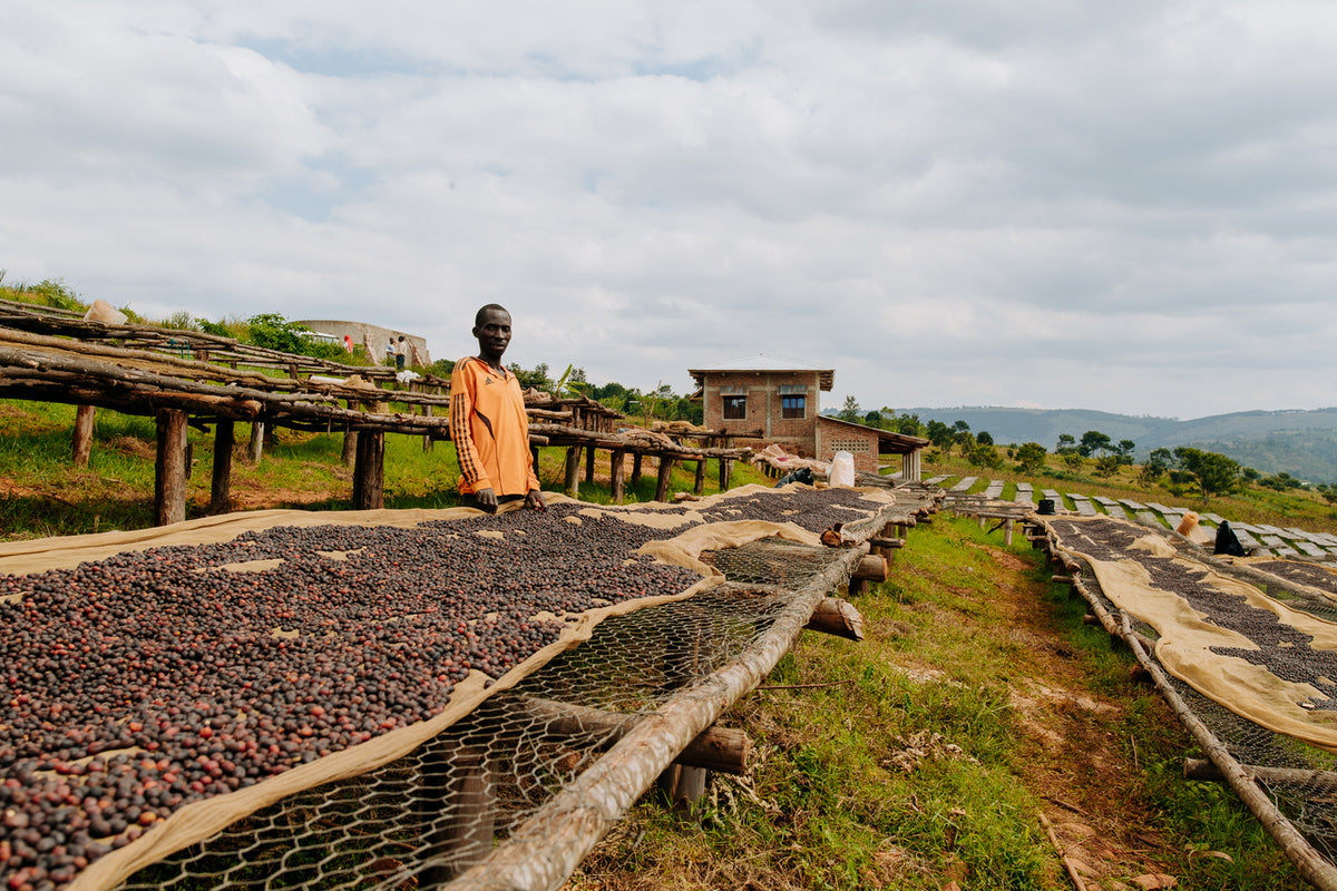 Nyagishiru Burundi - Granos de café verde
